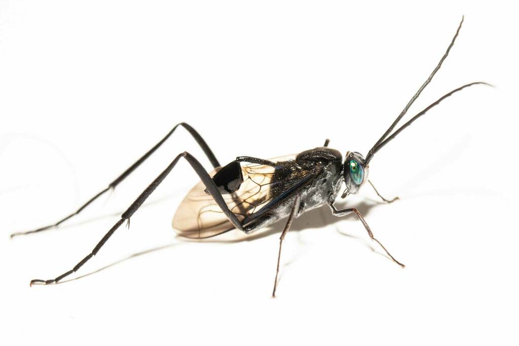 Ensign Wasps
