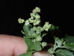 Chenopodium album