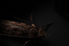 Hofmannophila pseudospretella