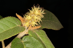 Croton cortesianus