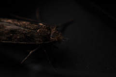 Hofmannophila pseudospretella