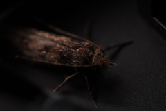 Hofmannophila pseudospretella