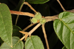 Croton cortesianus