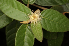 Croton cortesianus