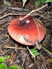 Russula rhodocephala