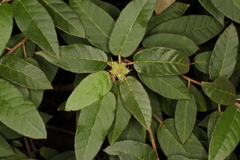 Croton cortesianus