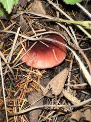 Russula rhodocephala