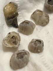 Amphibalanus improvisus