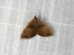 Chrysolarentia mecynata