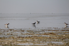 Ichthyaetus hemprichii