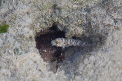 Gnatholepis anjerensis