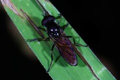 Pyrophaena granditarsis