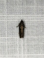 Strepsicrates semicanella