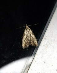 Nola pleurochorda
