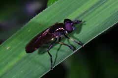 Pyrophaena granditarsis