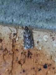 Scoparia chiasta