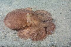 Octopus australis