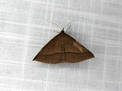 Epidesmia chilonaria