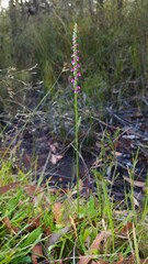 Spiranthes australis