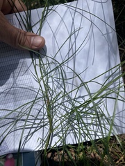 Acacia mucronata
