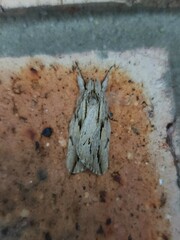 Ecnomodes sagittaria