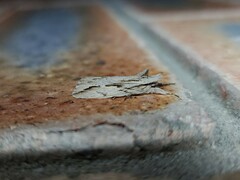 Ecnomodes sagittaria