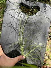 Acacia mucronata
