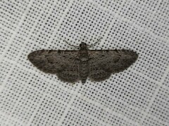 Sigilliclystis insigillata