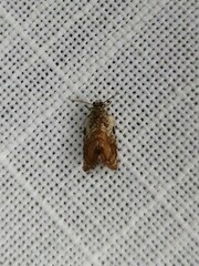 Acroceuthes metaxanthana