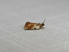 Acroceuthes metaxanthana