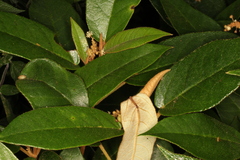 Croton peraeruginosus