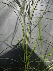 Acacia mucronata
