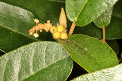 Croton peraeruginosus