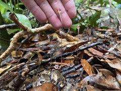 Geosiris australiensis
