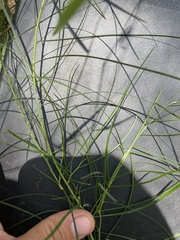 Acacia mucronata
