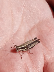Dichroplus elongatus
