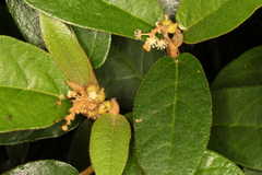 Croton peraeruginosus