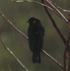 Anisognathus igniventris