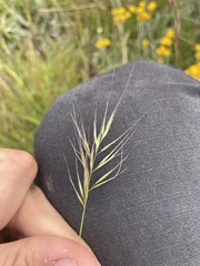 Festuca bromoides