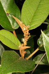 Croton peraeruginosus