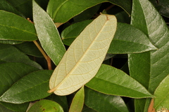 Croton peraeruginosus