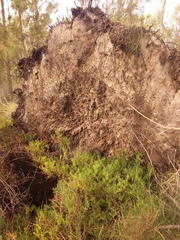 Suaeda australis