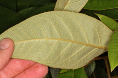 Croton peraeruginosus