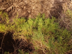 Suaeda australis