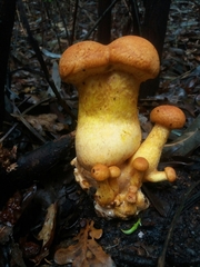 Gymnopilus junonius