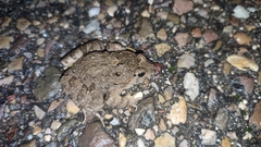 Discoglossus galganoi