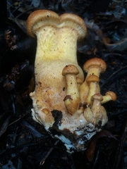 Gymnopilus junonius