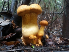 Gymnopilus junonius