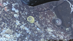 Austrocochlea constricta