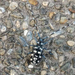 Anoplophora macularia